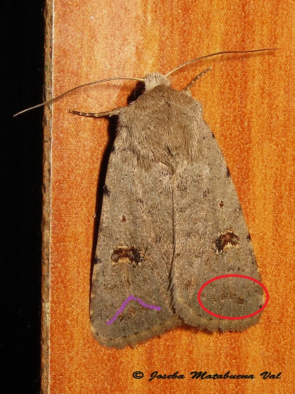 Caradrina (Platyperigea) cfr. kadenii - Noctuidae